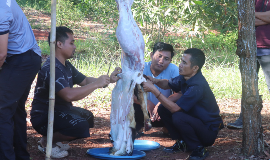 Kantor Imigrasi Kelas II Non TPI Kotabumi Laksanakan Pemotongan Hewan Qurban Idul Adha 1447 H / 2026 M